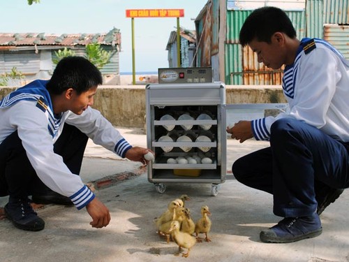 Mekong Delta: sea duck farming to adapt to climate change  - ảnh 3